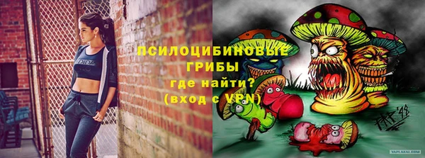 индика Каменногорск